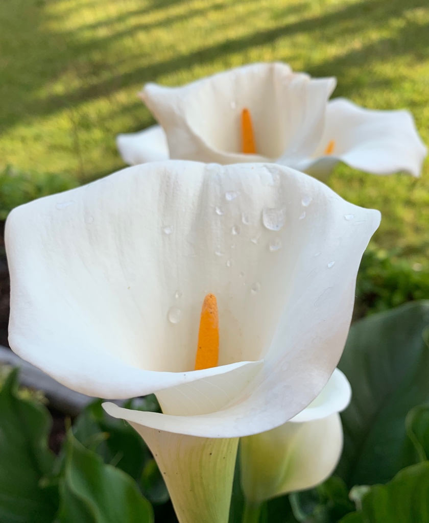 Calla Lily with droplets of morning dew