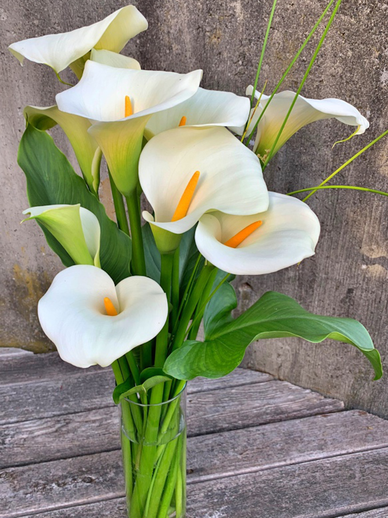 Calla lilies in a vase