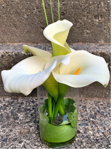 Calla lilies in a vase