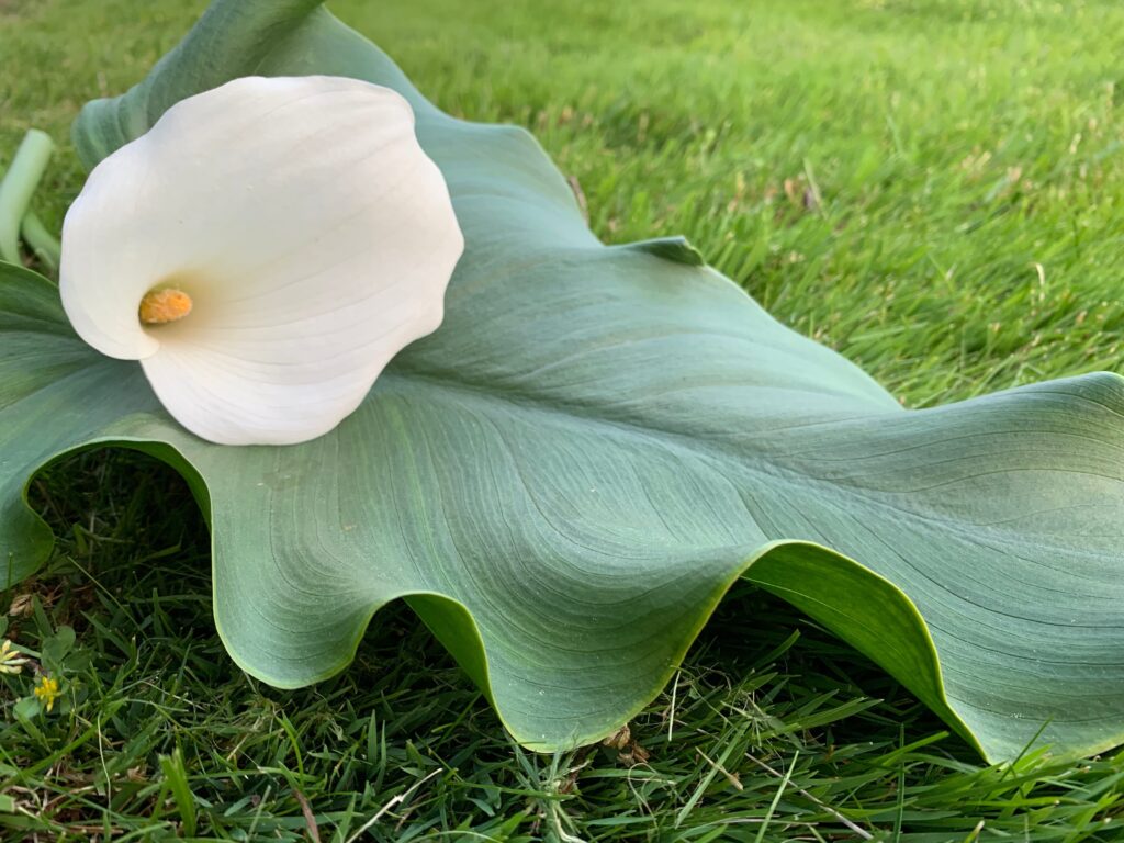 Calla lily and leaf on grass