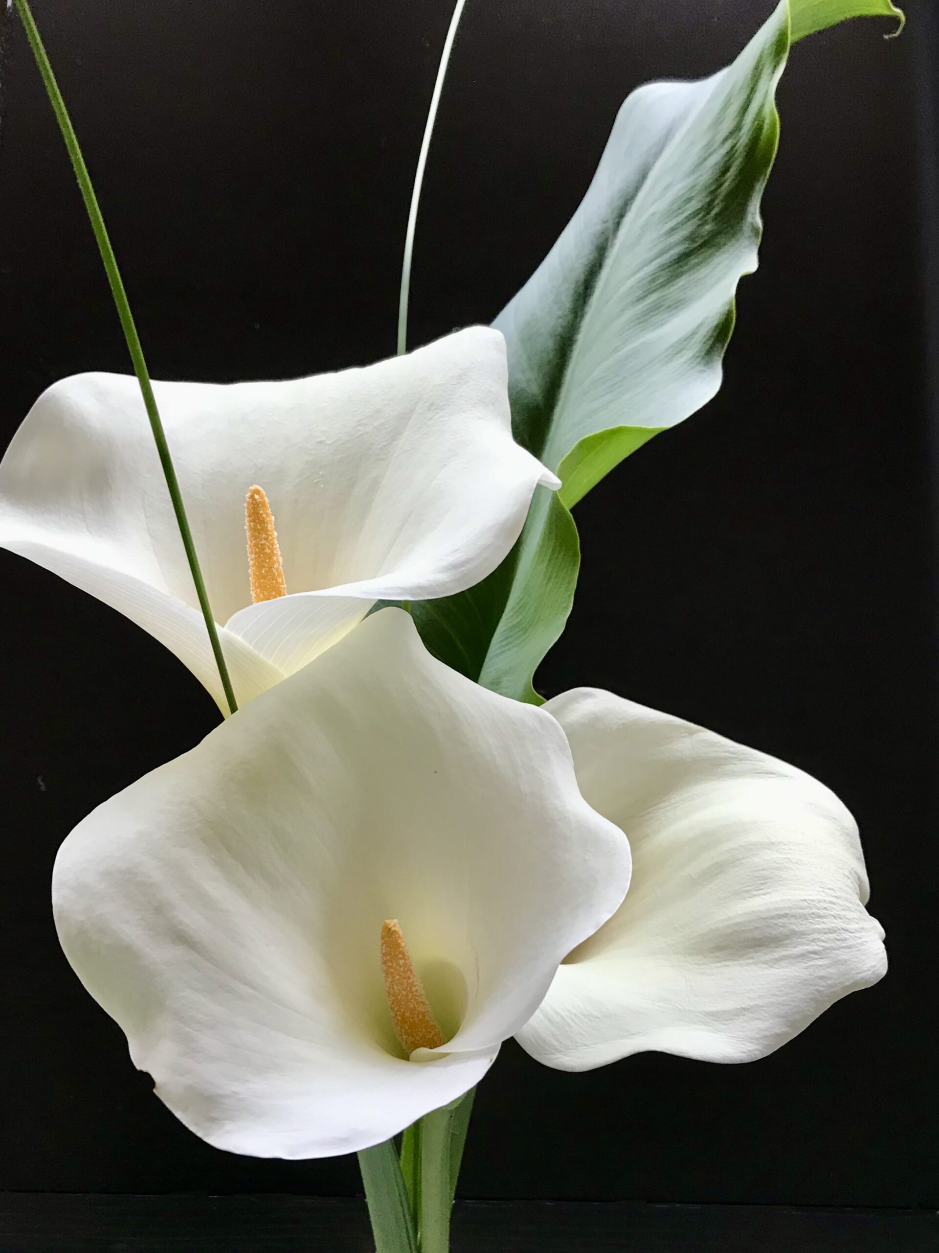 Bouquet with 3 calla lilies - against black background