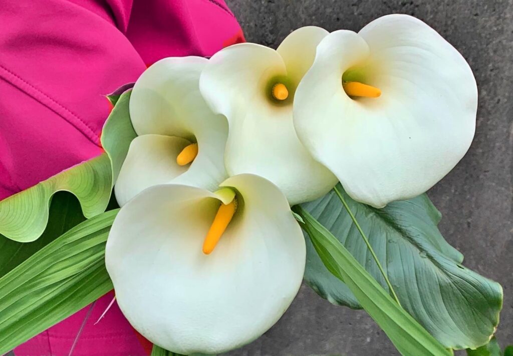 Bouquet with 4 calla lilies