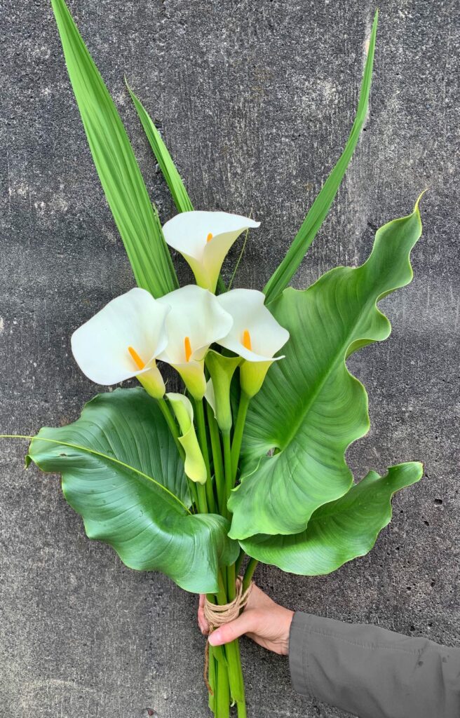 Six calla lily bouquet